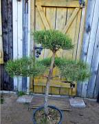 Formed pine tree Formed pine tree