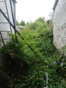 Gardening services lawn mowing