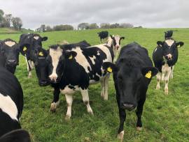 Dairy Farm Operative, Cork, Ireland Dairy Farm Operative, Cork, Ireland