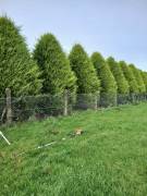 Garden maintenance services 