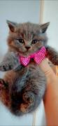 Amazing Purebred British Shorthair kittens 