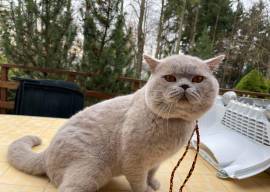 Amazing Purebred British Shorthair kittens Amazing Purebred British Shorthair kittens