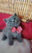 Amazing Purebred British Shorthair kittens Amazing Purebred British Shorthair kittens
