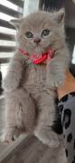 Amazing Purebred British Shorthair kittens Amazing Purebred British Shorthair kittens