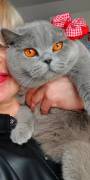 Amazing Purebred British Shorthair kittens Amazing Purebred British Shorthair kittens